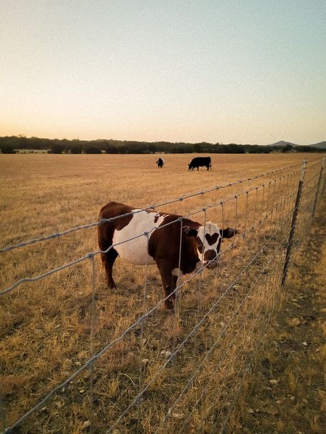 American Country Aesthetic, Midwest Country Aesthetic, Texas Country Aesthetic, Cattle Farm Aesthetic, Country Animals Aesthetic, Cattle Drive Aesthetic, Old Country Aesthetic, Cow Field Aesthetic, Texas Vibes