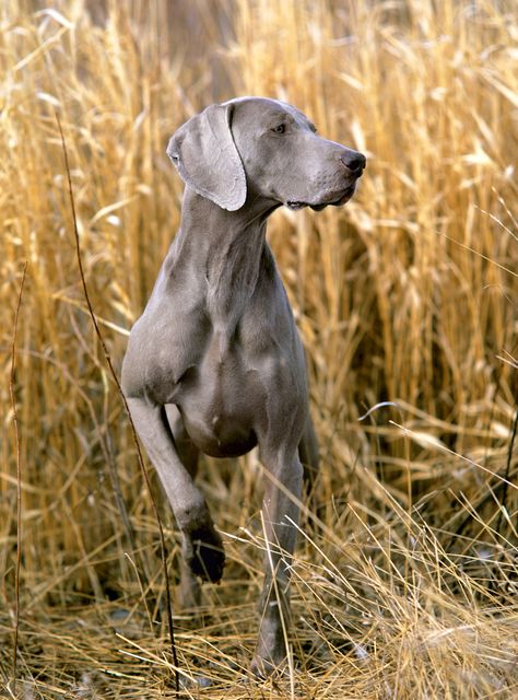 weimaraner pointing Weimaraner Puppies, Grey Ghost, Weimaraner Dogs, Bird Dogs, Dog Blog, Sporting Dogs, Sweet Dogs, Weimaraner, Hunting Dogs