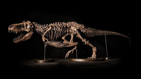 Spectacular T. rex skeleton may fetch $25 million at auction (the new owner gets to name it, too) | Live Science Dinosaur Diorama, Tyrannosaurus Rex Skeleton, Stone Mailbox, Dragon Lamp, Dino Bones, Bronze Dragon, Animal Skeletons, Guitar Fretboard, Dark Castle