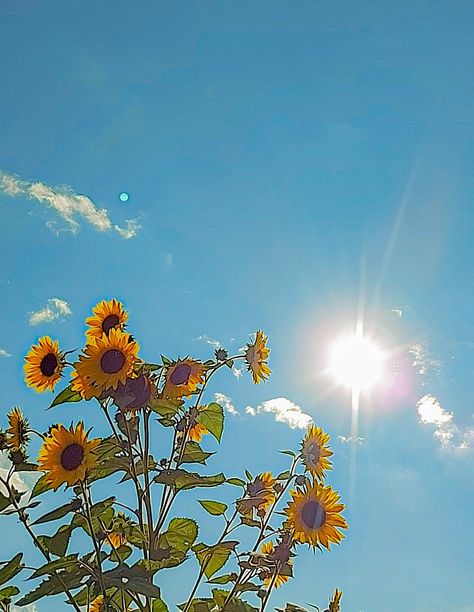 Sunny day and sunflowers. Yellow flowers. Summer vibes. Summer. Sun. Sunflowers. Photo. Nature. Photography. Blue sky Summer Aesthetic Sunflower, Yellow Sunny Aesthetic, Sunflower Blue Sky Aesthetic, Yellow Flowers Blue Sky, Blue And Yellow Summer Aesthetic, Summer Sunny Aesthetic, Midday Sun Aesthetic, Blue Sunny Sky Aesthetic, Sun Blue Sky