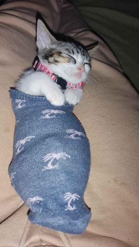 Cat In A Sock, Cats In Socks, Cat Socks, Silly Animals, Silly Cats, Animal Memes, Beautiful Butterflies, Cat Photo, Cat Pics