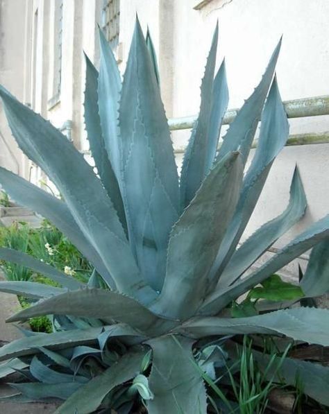 the Planket Frost Protection 10 x 12 ft Rectangular Plant Cover, Green Jurassic Plants, Blue Agave Plant, Agave Americana, Low Water Plants, Century Plant, Drought Tolerant Garden, Succulent Landscaping, Blue Plants, Blue Agave