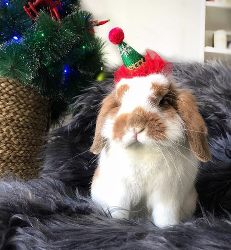 Easter Profile Pics, Rabbit Pfp, Study Bunny, Christmas Bunnies, Christmas Pfps, Cutest Bunny Ever, Happy Rabbit, Christmas Rabbit, Rabbit Christmas