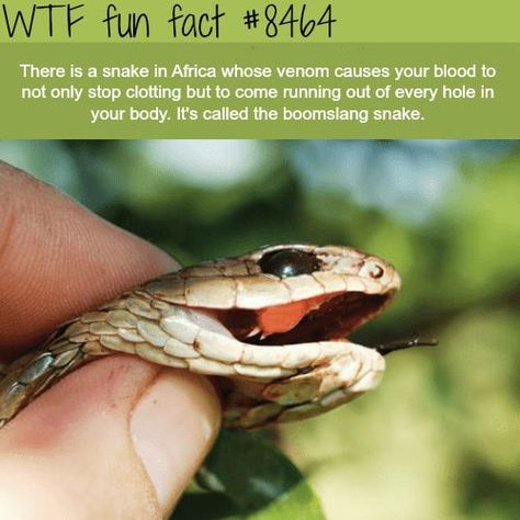 20 Insane Facts to Make You Seem Smarter at Parties - FAIL Blog - Funny Fails Party Fail, Fitness Humor, Creepy Facts, Wow Facts, Unbelievable Facts, Animal Facts, Science Facts, A Snake, True Facts