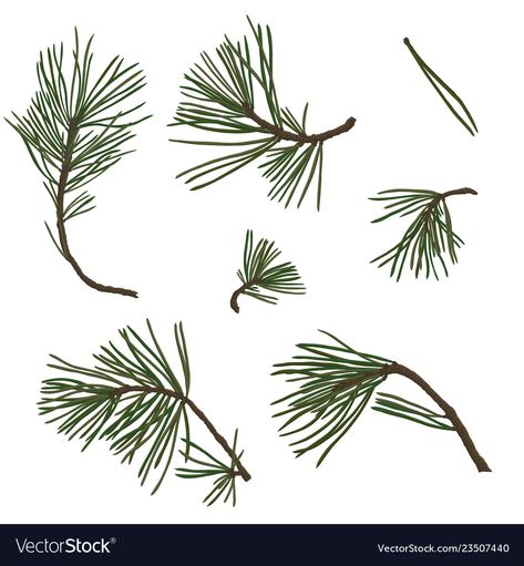 Pine Needle Drawing, Pine Tree Branch Drawing, Pine Branch Drawing, Decorative Mending, Pine Illustration, Pine Tree Branch, Branch Drawing, Leaf Tattoo, Branch Vector