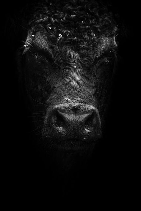 Regnul Animal, Show Cattle, Cow Pictures, Cow Painting, Bull Riding, White Photo, Animal Photo, Shades Of Black, Beautiful Creatures