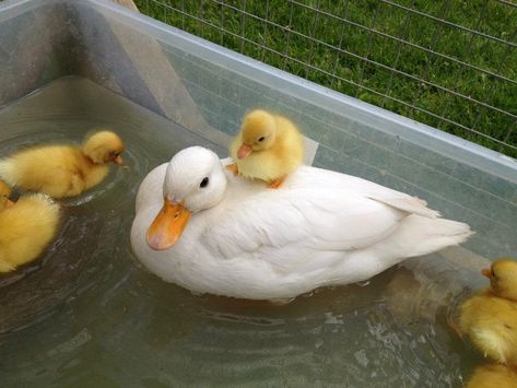 Call Ducks - a bantam breed Grandparentcore Aesthetic, Rainy Switzerland, Duck Pictures, Pet Ducks, Cele Mai Drăguțe Animale, Cute Ducklings, Baby Ducks, صور مضحكة, Cute Birds