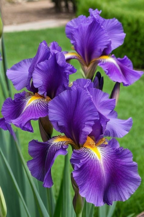 Discover the best tips on how to grow iris bulbs in your garden and add a splash of vibrant color! Learn about the ideal conditions, proper planting techniques, and essential care routines for these stunning flowers. Whether you're a seasoned gardener or just starting out, growing iris bulbs can be a rewarding experience. With their varied colors and elegant blooms, irises are sure to elevate your garden's beauty. Iris Wedding Bouquet, Iris Flowers Garden, Iris Plant, Diningroom Ideas, Planting Techniques, Irises Flowers, Blue Iris Flowers, Iris Bulbs, Purple Iris Flowers