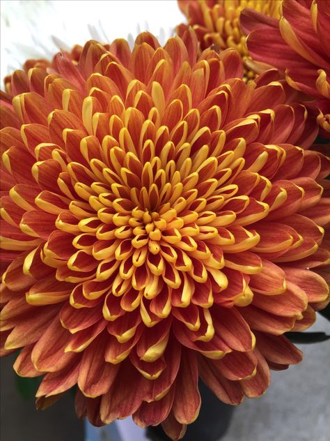 Bronze spider mum Fall Chrysanthemums, Vienna Copper Chrysanthemum, Mum Seeds, Bronze Chrysanthemum, Flower Colouring In, Spider Mums, Mums Flowers, Mums The Word, Chrysanthemum