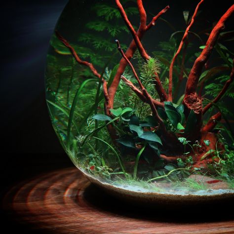 Fishbowl Aquascape, Bowl Aquascape, Aquarium Bowl, Bowl Aquarium, Shrimp Aquarium, Fish Bowl, Aquatic Plants, June 1, The Urban