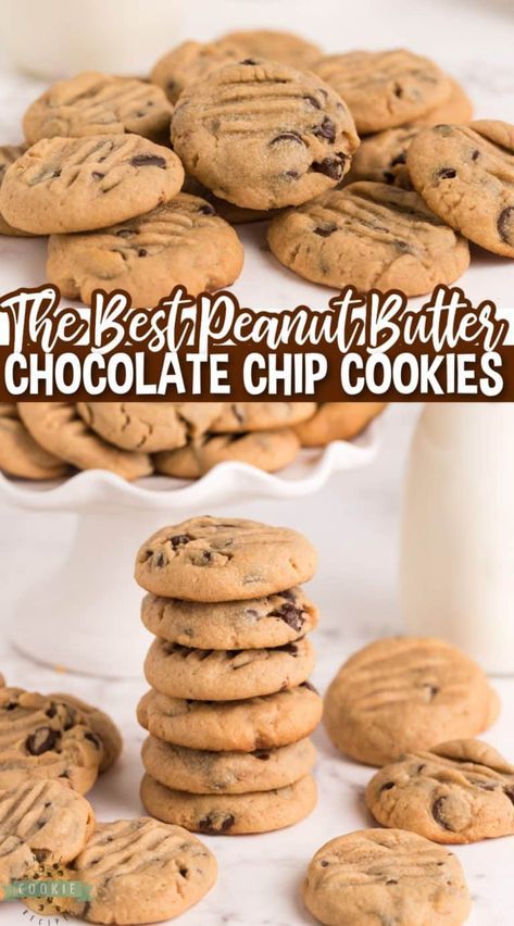 PEANUT BUTTER CHOCOLATE CHIP COOKIES - Family Cookie Recipes Soft Chocolate Chip Cookies Recipe, Peanut Butter Chip Cookies, Best Peanut Butter Cookies, Chewy Peanut Butter Cookies, Peanut Recipes, Easy Chocolate Chip Cookies, Soft Chocolate Chip Cookies, Peanut Butter Chocolate Chip Cookies, Chocolate Peanut Butter Cookies