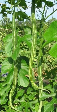 Gourd Vegetable, Snake Gourd, Ridge Gourd, Giant Vegetable, Different Fruits And Vegetables, Vegetable Pictures, Weird Plants, Growing Greens, Types Of Vegetables