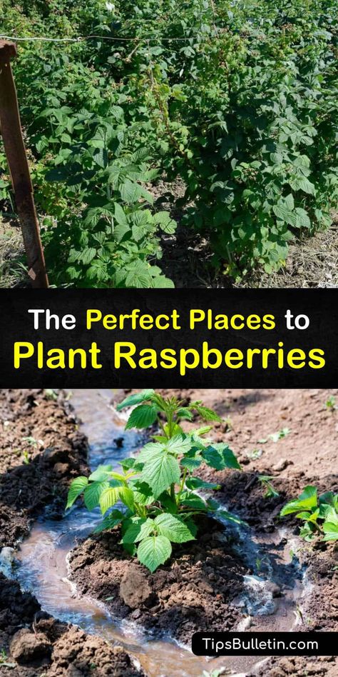 Raspberry Growing Trellis, Berry Bush Garden, Where To Plant Raspberry Bushes, Black Raspberry Trellis, Black Raspberry Plant, How To Trellis Raspberries, Raspberry Planting Ideas, Raspberry Bush Trellis, Raspberry Trellis Diy