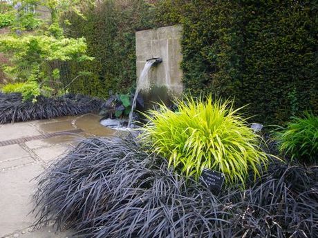 Black Mondo Grass Black Mondo, Hakonechloa Macra, Black Mondo Grass, Japanese Forest, Grasses Garden, Shade Plants, Ornamental Grasses, Landscaping Plants, Outdoor Landscaping