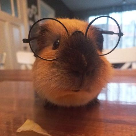 Guinea Pig, Van, On Instagram, Instagram