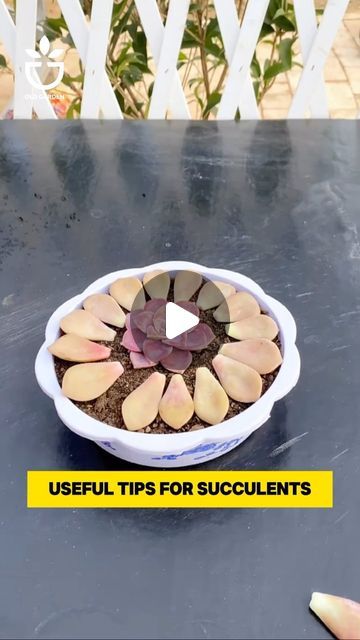 Ideas For Planting Succulents, How To Grow Succulents, How To Plant Succulents, Suculentas Ideas, Succulent Garden Diy Indoor, 2024 Tips, Patio Container Gardening, Garden Hacks Diy, Garden Succulents