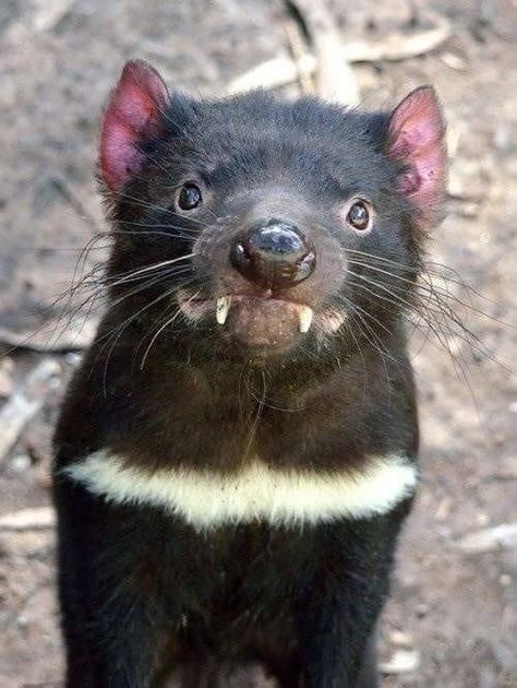 Australia Animals, Nocturnal Animals, Interesting Animals, Tasmanian Devil, Unusual Animals, Rare Animals, Pretty Animals, Australian Animals, Silly Animals