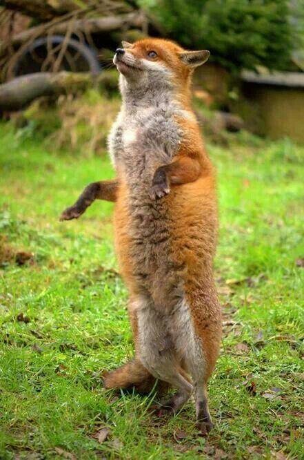 Red Fox Standing on Hind Legs  - Photographer unknown Fox Standing On Hind Legs, Og Tattoos, Fox Standing, Fox Photos, Fantastic Fox, Animals Tattoo, Fox Images, Fox Pictures, Pet Fox