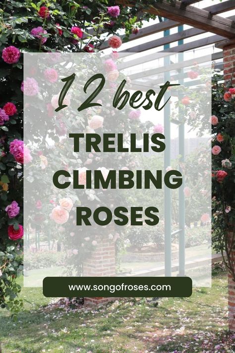 Growing trellis climbing roses is an eye-catching, convenient way to grow roses in your garden. Click on the pin to learn how to grow them. Gardens With Trellis, Rose Arbor Trellis, Best Climbing Roses For Trellis, Training Climbing Roses, Rose Trellis Ideas Diy Climbing Flowers, Trellis Ideas For Roses, Climbing Rose Trellis Ideas, Climbing Roses On House, Rose Trellis Ideas Diy