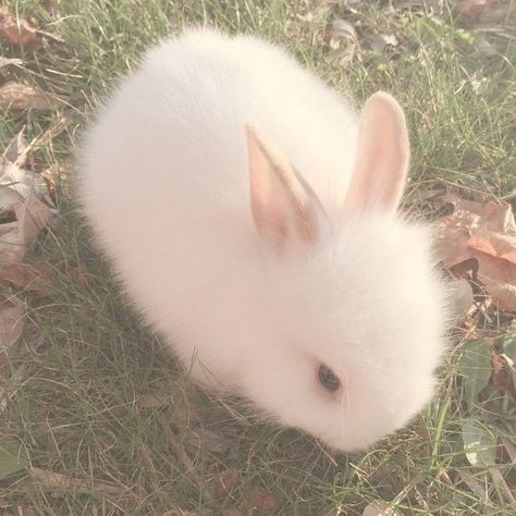 Söt Katt, Bunny Pictures, Pet Bunny, Fluffy Animals, Baby Bunnies, Woodland Nursery, White Rabbit