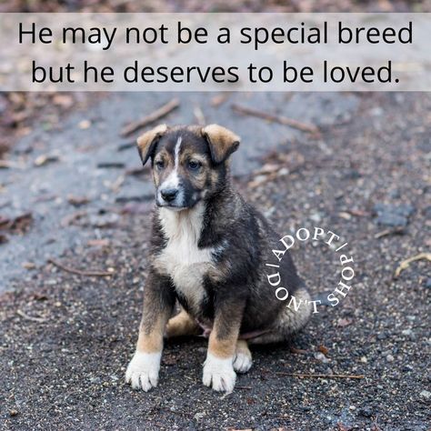 Dog Adoption Quotes, Adoption Quotes, Bad Behavior, Street Dogs, Dog Brain, Puppy Training Tips, Rescue Dog, Obedience Training, Brain Training