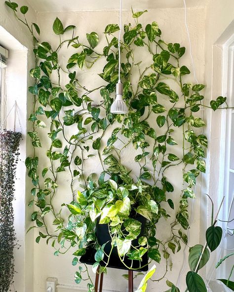 🌿CLIMBING POTHOS WALL NOW ➡️ THEN | follow @reenasplants for plant content 🌿 It’s been a while since I’ve posted about my Pothos wall so I wanted to post some progress pictures showing what it looks like now compared to what it looked like when it first started in my old apartment! It’s crazy how fast this wall grows, and I love that technology allows us to capture the progress of our plants’ growth! What plant of yours has grown the most for you in the time that you’ve owned it? . . . .... Plant On Wall Indoor, Pothos Trailing Ideas, Pothos Plant Wall, Climbing Indoor Plants, Monstera Climbing Wall, Climbing Pothos, Pothos Wall, Plant Lady Aesthetic, Shelf Drawing