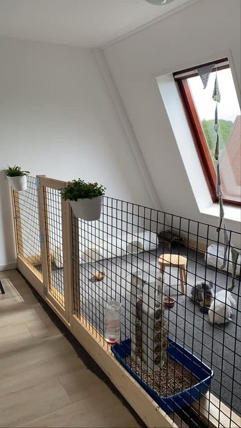 Bedroom With Rabbit Cage, C C Cage Rabbit Ideas, Bunny Outside Cage, Cute Rabbit House Ideas, Bunny Run Indoor, Bunny Diy Cage, Rabbit Enclosure Indoor Ideas, Diy Rabbit Indoor Enclosure, Indoor Rabbit Ideas