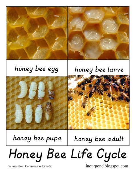 FREE Bee Life Cycle Card with Real Images from In Our Pond Life Cycle Of Honey Bee, Honey Bee Life Cycle, Honey Bee Facts, Bee Life Cycle, Bee Activities, Bee Classroom, Insects Theme, Backyard Beekeeping, Real Images