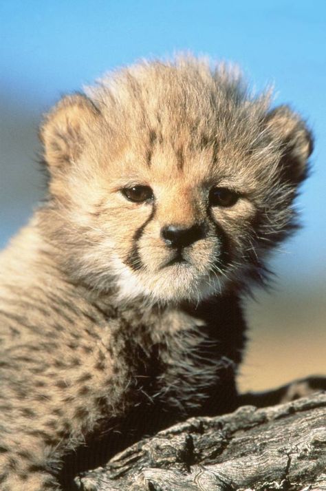 Cheetah Pictures, Cheetah Baby, Cheetah Cub, Popular Images, Cute Cheetah, Cheetah Cubs, Baby Cheetahs, Pretty Animals, Silly Animals