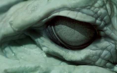 @archillect : https://t.co/ZAuMgrLTCt Reptile Eye, Eyes Wallpaper, A Silent Voice, Reptiles And Amphibians, A Song Of Ice And Fire, Mortar And Pestle, Homestuck, Dragon Age, Skyrim