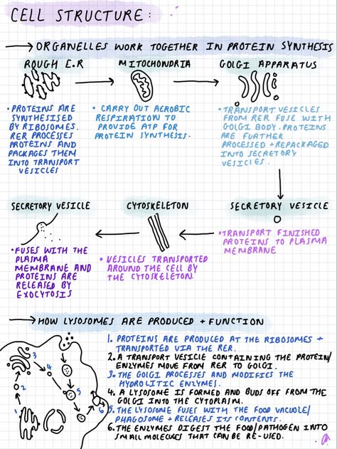 Biology Revision Gcse Infection And Response, Revision Notes Biology Alevel, Grade 9 Biology Notes, Year 12 Biology Notes, Molecular Cell Biology, Cell Theory Notes Biology, Introduction To Biology Notes, Biology Foundation Notes, As Level Biology Notes