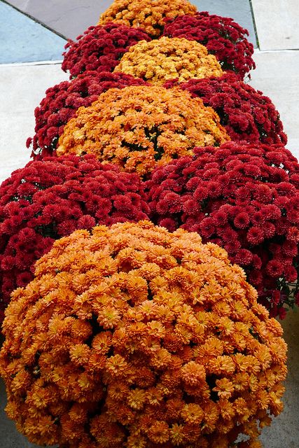 2 of the 4 wedding colors! Also like this idea to line the isle with mums Fall Mums Wedding Aisle, Fall Wedding With Green Dresses, Yellow Mums Flowers, Fall Mums Wedding Decor, Wedding Mums Decor, Fall Mums Wedding, Mum Colors Combinations, Red Fall Decor, Mums Wedding Aisle