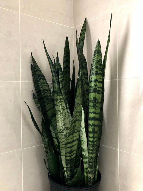 Plant Growing Tips, Plants Indoor Decoration, Snake Plant Indoor, Plants Grown In Water, Easy Indoor Plants, Sansevieria Plant, Corner Plant, Plant Benefits, Snake Plants