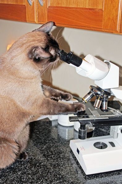 Biology Magazine, Laboratory Humor, Lab Humor, Lab Week, How To Cat, Medical Laboratory Science, Medical School Inspiration, Vet Med, Animal Science