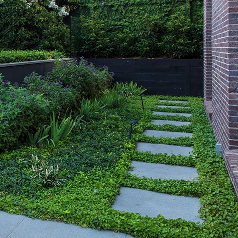 Dichondra repens - Ian Barker Gardens Terraced Patio Ideas, Dichondra Repens, Native Ground Cover, Plant Uses, Garden Shed Diy, Australian Garden Design, Bluestone Pavers, Small Front Gardens, Ground Covers