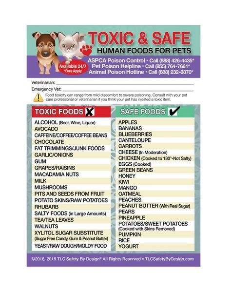 Dog Remedies, Toxic Foods, Human Food, Dog Care Tips, Pets Dogs, Pet Sitters, Pet Safety, Homemade Dog, Healthy Dogs