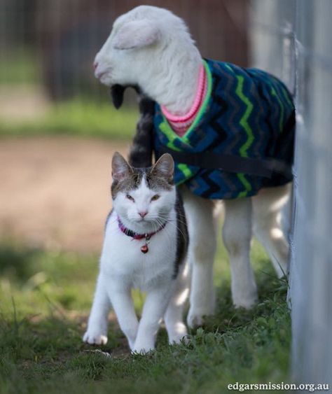 Meet Stitch the Rescued Kitten Who is the World's Cutest Farm Animal Nurse (PHOTOS) - One Green PlanetOne Green Planet Rescue Farm, Nurse Photos, Vet Nurse, Factory Worker, Adoptive Mother, Farm Sanctuary, The Odd Ones Out, Industrial Warehouse, Kitten Rescue