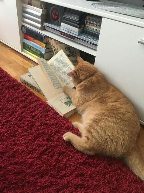 Gatto Carino, Cat Reading, Cat Books, Reading A Book, Ginger Cats, Cat Person, Cat Aesthetic, Orange Cat, Cute Creatures