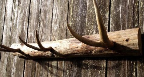 Great ideas for those old antlers lying around... Check it out! #deerseason #antlerart Deer Antler Coat Rack, Antler Coat Rack, Antler Projects, Antler Hat, Deer Antler Crafts, Antler Ideas, Deer Antler Decor, Antler Decor, Diy Coat Rack