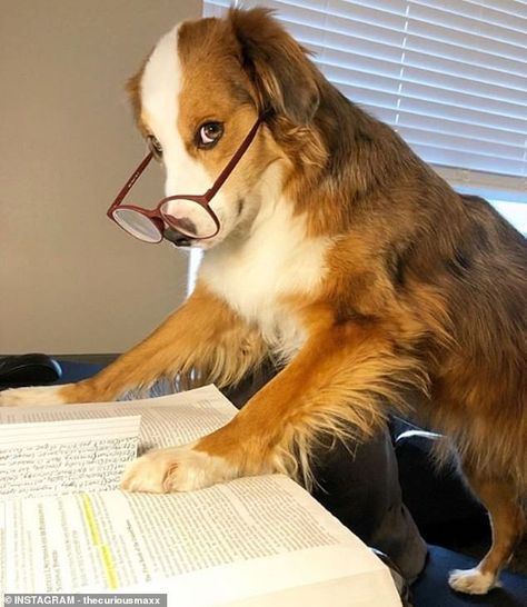 Dog With Glasses, Funny Dog Photos, Cute Dog Photos, Cute Dog Pictures, Funny Dog Pictures, Dog Wallpaper, Wearing Glasses, Cute Funny Dogs, Dog Paintings