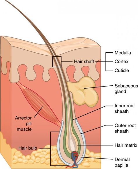 Structure Of Hair, Clarify Hair, Skin Anatomy, Hair Science, Integumentary System, Natural Hair Movement, At Home Hair Removal, Skin Structure, Human Anatomy And Physiology