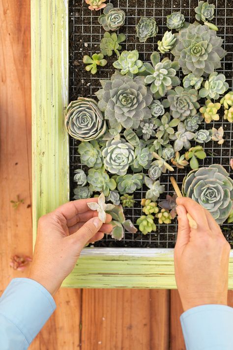 Succulent Wall Garden, Succulent Wall Planter, Succulent Frame, Vertical Succulent Gardens, Succulent Planter Diy, Succulent Wall Art, Succulent Cuttings, Succulent Art, Succulent Garden Diy