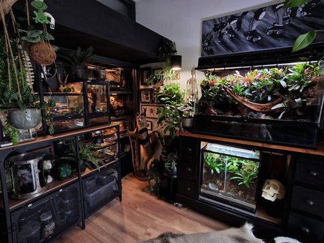 Reptile room inspiration Reptile Room Inspiration, Jurassic Park Reptile Tank, Bedroom With Reptiles, Snake Tank Aesthetic, Aesthetic Terrarium Reptile, Gothic Reptile Enclosure, Reptile Shelves, Gecko Terrarium Aesthetic, Snake Room Ideas