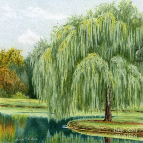 Willow Tree Art, Tree Sketches, Tree Artwork, Weeping Willow, Cool Art Projects, Landscape Paintings Acrylic, Painting Art Lesson, Painting Medium, Watercolor Trees