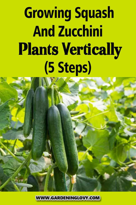 For people who wish to add squash and zucchini to their gardens, this post will be helpful. You can learn how to grow squash and zucchini plants vertically. Cucumbers Growing, Growing Cucumbers Vertically, How To Grow Cucumbers, Grow Cucumbers, Cucumber Gardening, Garden Rake, Cucumber Plant, Growing Cucumbers, Vegetable Garden Diy