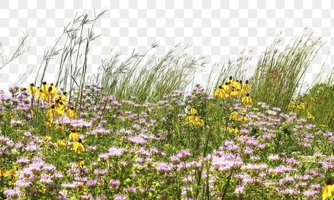 Vegetation Png, Flower Transparent Background, Free Photoshop Overlays, Png Collage, Grass Png, Border Transparent, Png Border, Prairie Flowers, Flower Fence