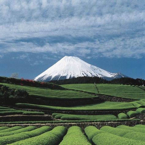 Mount Fuji Japan, Monte Fuji, Mont Fuji, Famous Castles, Green Field, Manama, Shizuoka, Mount Fuji, Sacred Places