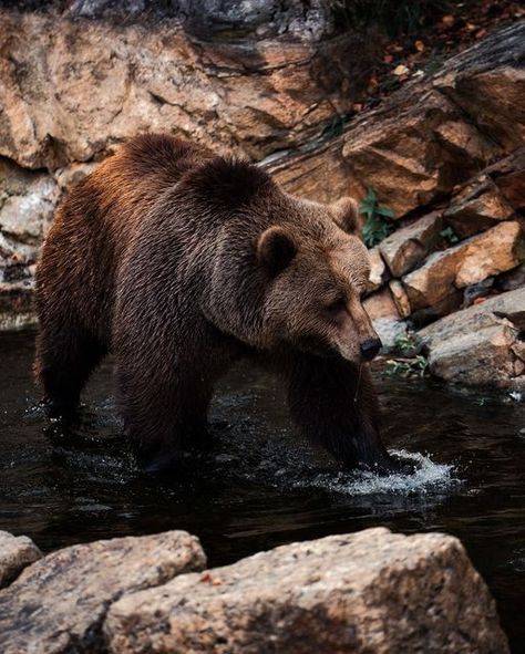 Sondre Eriksen Hensema on Instagram: "• how I imagine a bear on summer vacation 🐻💦🍎  #Bear #BrownBear #Grizzly #GrizzlyBear #SonyA1 #Sony400mmf28" Grizzly Bear Aesthetic, Bear Therian, Grizzly Bear Photography, Bears Aesthetic, Grizzly Bear Tattoos, Aesthetic Bear, Roaring Bear, Dnd Party, Animal Poses