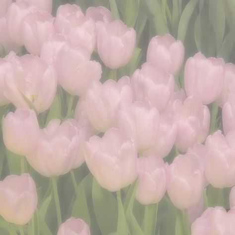 Soft Pink Theme, Images Kawaii, Baby Pink Aesthetic, Pastel Pink Aesthetic, Flower Therapy, Pink Themes, Pink Wallpaper Iphone, Pink Tulips, Ipad Wallpaper