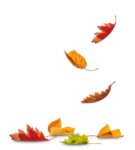 932 Fall Leaves Ground Stock Photos, Pictures & Royalty-Free Images - iStock Leaves Pictures, Fall Leaves Tattoo, Flor Tattoo, Fall Drawings, 동화 삽화, Leaves Illustration, Leaf Drawing, Halloween Drawings, Drawing For Beginners